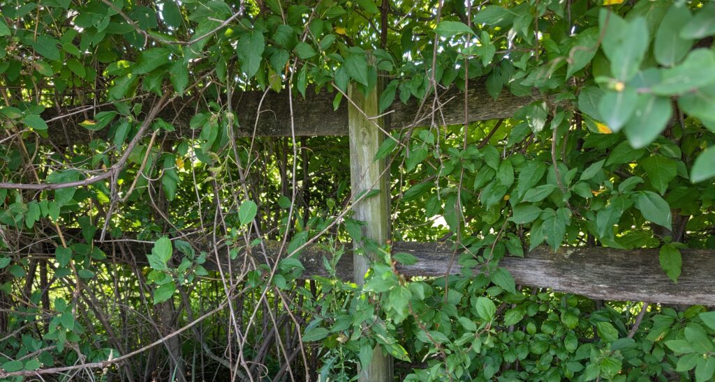 Wooden fence at Indigo Grace overgrown with vines.