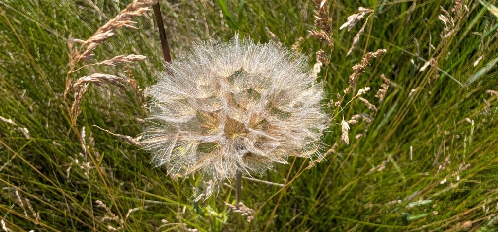 A dandelion with seeds ready to fly, symboling the opening up that can come from gently encouragement.