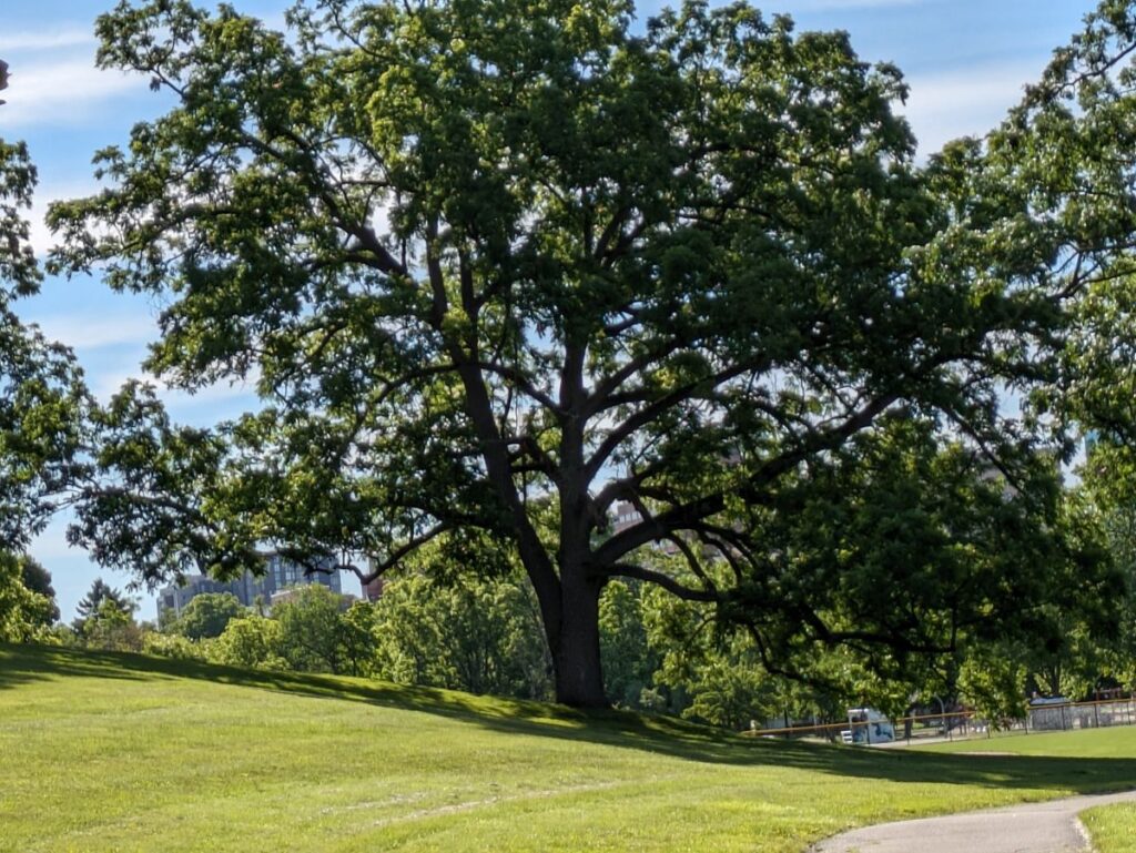Favorite meditation tree in West Park at the end of a peaceful morning walk